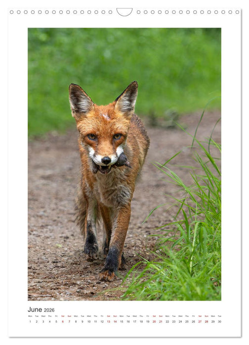 Animal Vienna (CALVENDO Monthly Calendar 2026)