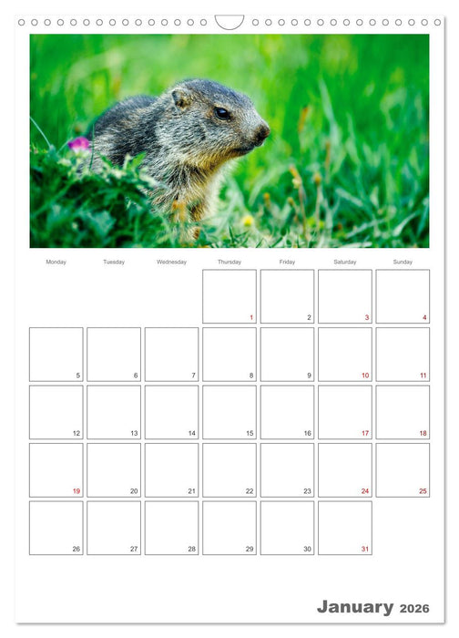 French Alps, on the trails of the marmot (CALVENDO Monthly Calendar 2026)