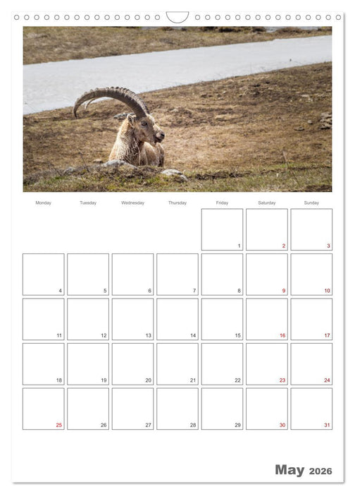 French Alps, on the trails of the marmot (CALVENDO Monthly Calendar 2026)