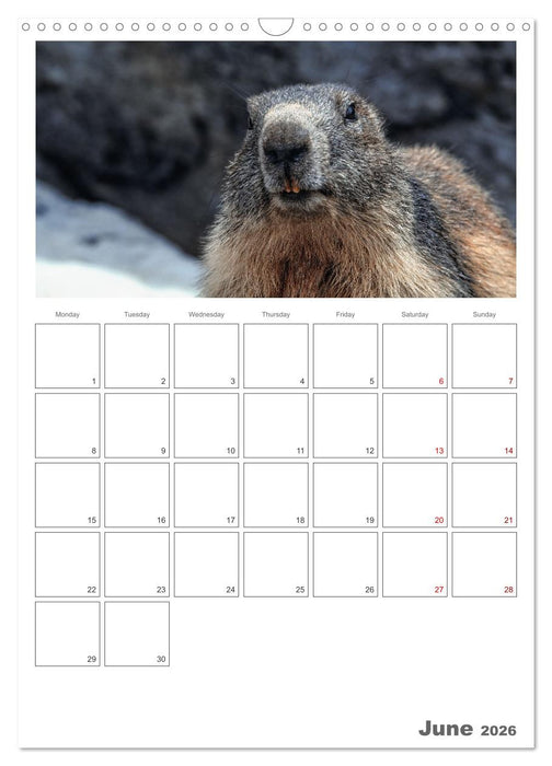 French Alps, on the trails of the marmot (CALVENDO Monthly Calendar 2026)