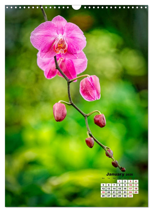 Fun with colorful flowers (CALVENDO Monthly Calendar 2026)