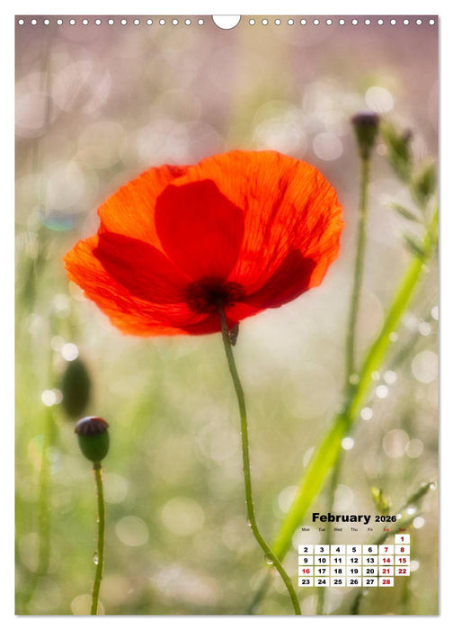 Fun with colorful flowers (CALVENDO Monthly Calendar 2026)