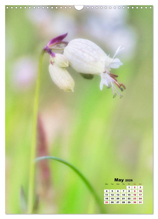 Fun with colorful flowers (CALVENDO Monthly Calendar 2026)