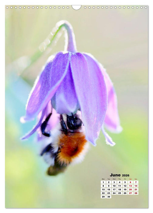 Fun with colorful flowers (CALVENDO Monthly Calendar 2026)