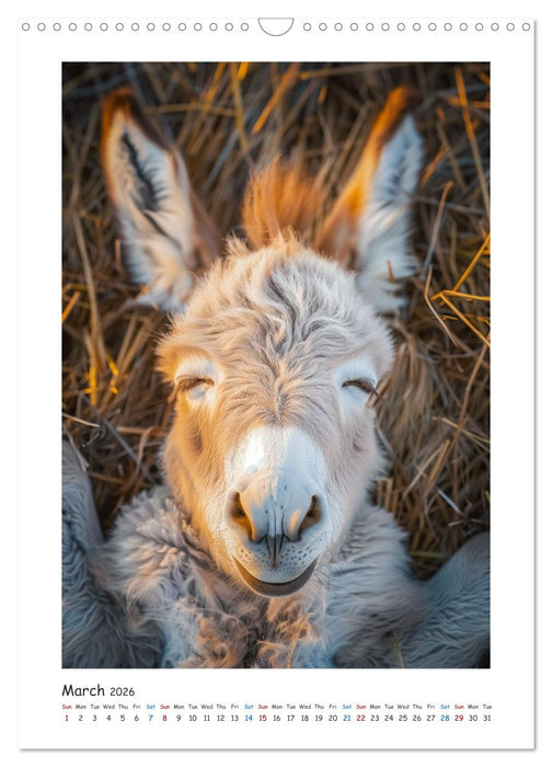 Funny donkeys (CALVENDO Monthly Calendar 2026)
