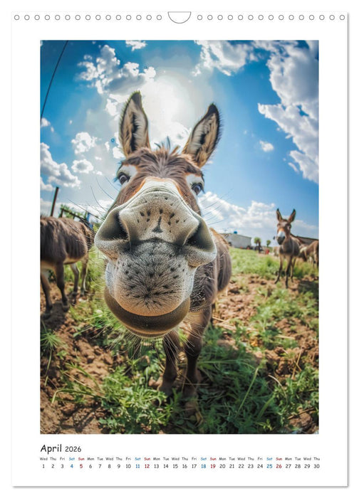 Funny donkeys (CALVENDO Monthly Calendar 2026)