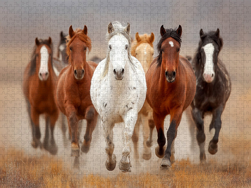 Wild lebende Mustangs im Galopp - CALVENDO Foto-Puzzle'