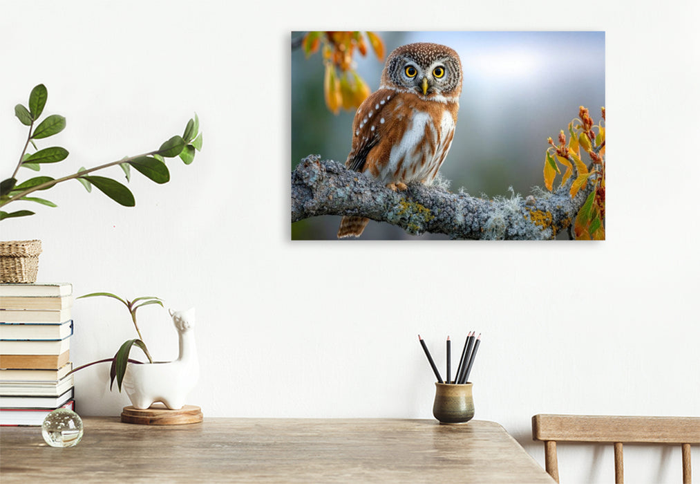 Premium Textil-Leinwand Der Waldkauz in seinem Revier