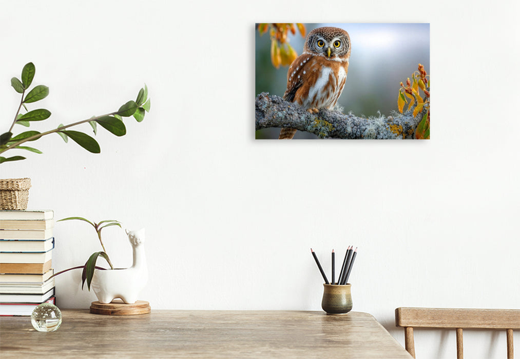Premium Textil-Leinwand Der Waldkauz in seinem Revier