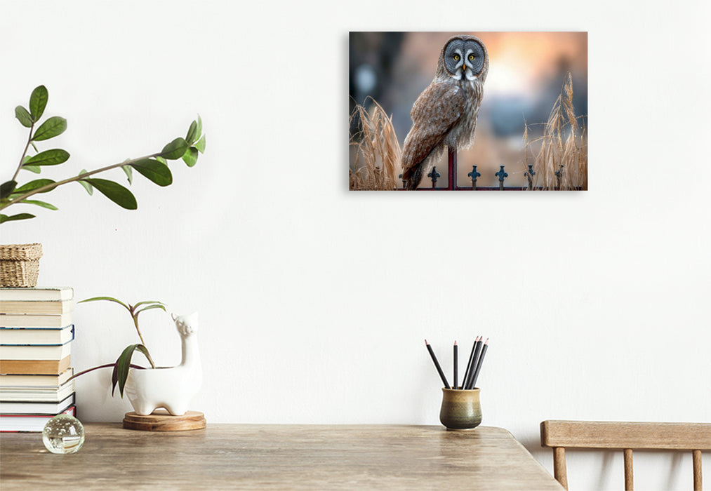 Premium Textil-Leinwand Ein Bartkauz auf einem Zaun