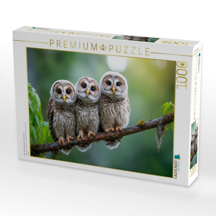 Drei kleine Käuzchen auf dem Ast - CALVENDO Foto-Puzzle'