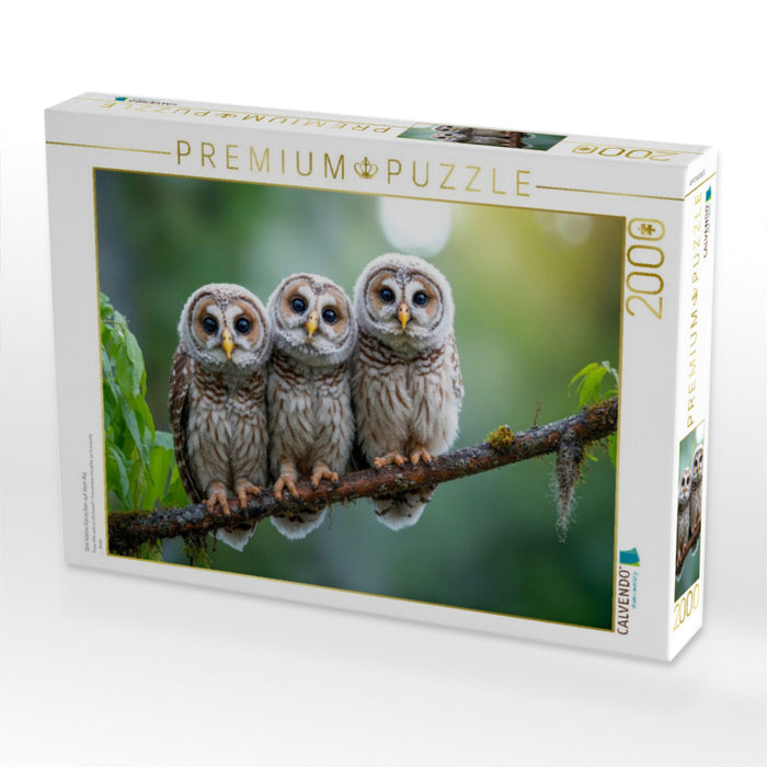 Drei kleine Käuzchen auf dem Ast - CALVENDO Foto-Puzzle'