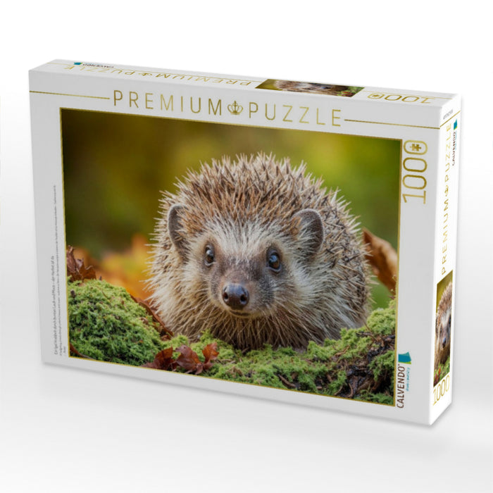 Ein Igel krabbelt durch buntes Laub und Moos – der Herbst ist da - CALVENDO Foto-Puzzle'