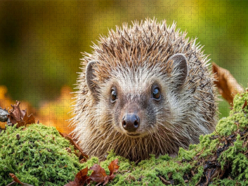 Ein Igel krabbelt durch buntes Laub und Moos – der Herbst ist da - CALVENDO Foto-Puzzle'