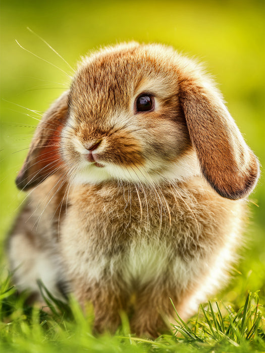 Tierisch schöne Gefühle - CALVENDO Foto-Puzzle'