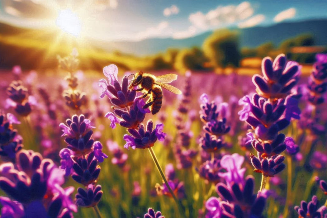 Premium Textil-Leinwand Ein Motiv aus dem Kalender Lavendel für deine Sinne