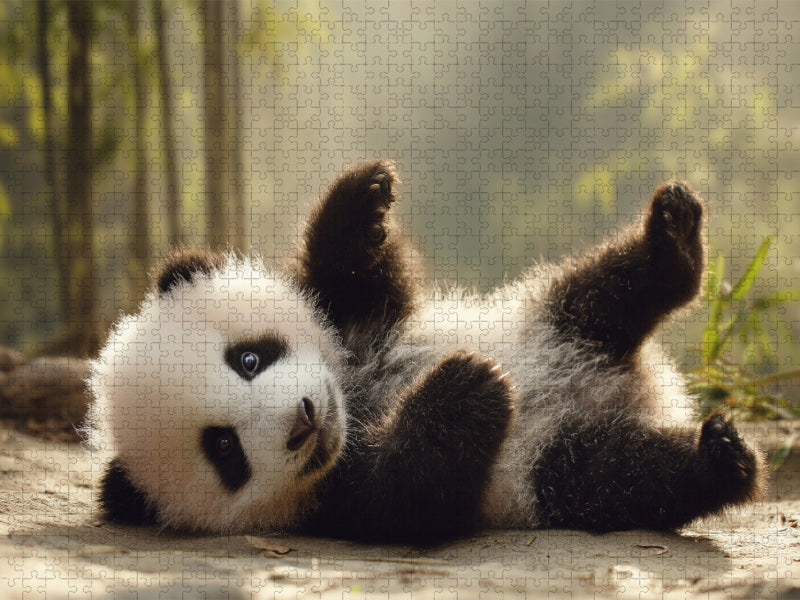 Wenn kleine Pfoten große Herzen erobern - CALVENDO Foto-Puzzle'