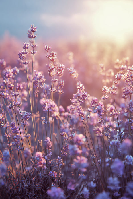 Premium Textil-Leinwand Lavendelduft ist ein Versprechen von Frieden und Leichtigkeit
