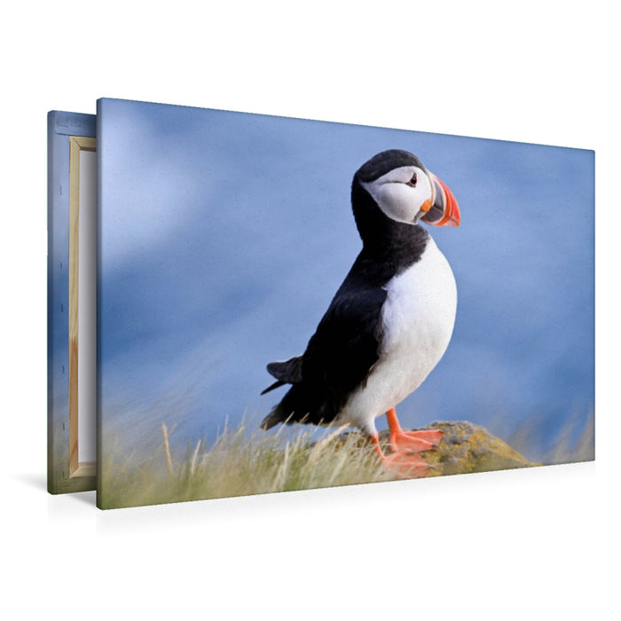 Premium Textil-Leinwand König der Puffins