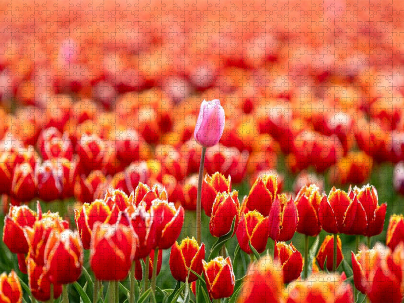 Stolze Fehlfarbe auf dem Tulpenfeld in Julianadorp - CALVENDO Foto-Puzzle'