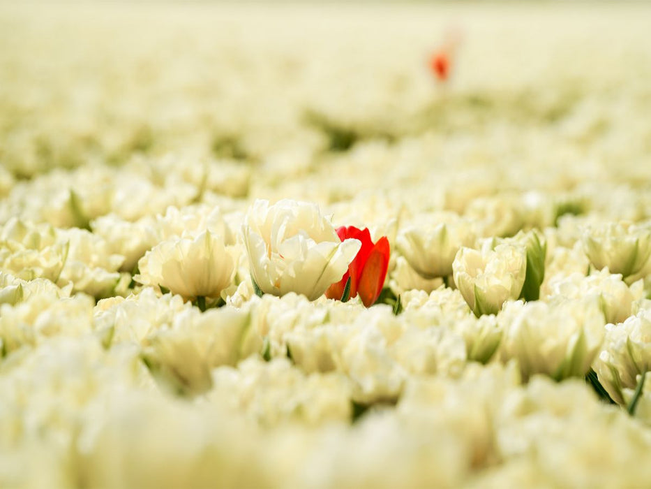 Schneeweiße und rosarote Tulpen in Julianadorp - CALVENDO Foto-Puzzle'