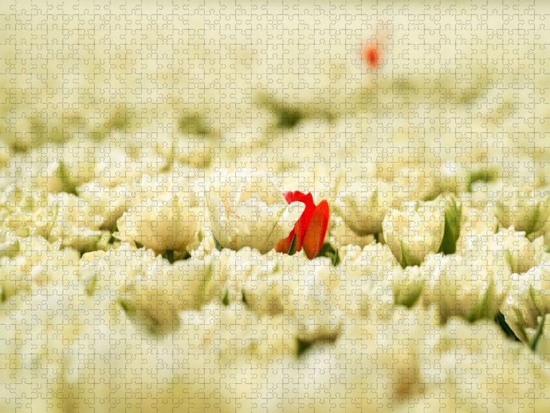 Schneeweiße und rosarote Tulpen in Julianadorp - CALVENDO Foto-Puzzle'