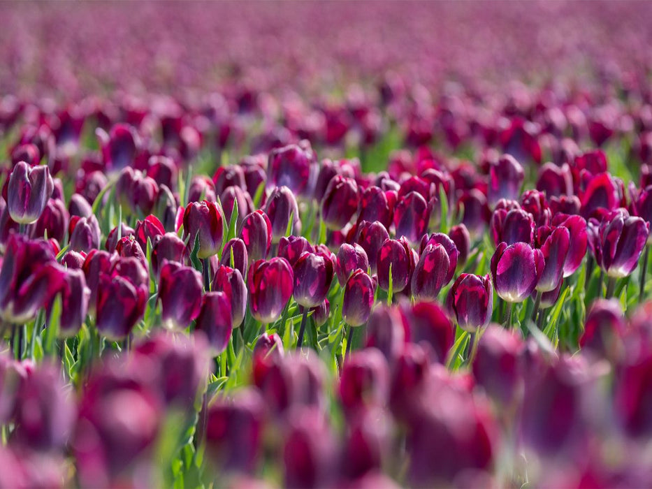 Prächtiges lila Tulpenfeld in Julianadorp - CALVENDO Foto-Puzzle'