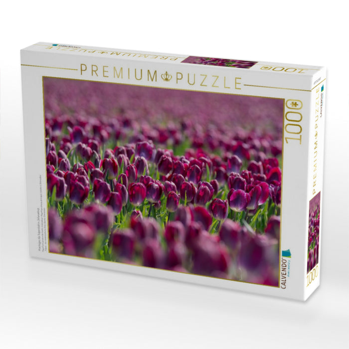 Prächtiges lila Tulpenfeld in Julianadorp - CALVENDO Foto-Puzzle'