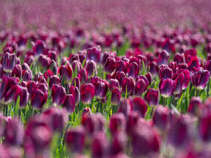 Prächtiges lila Tulpenfeld in Julianadorp - CALVENDO Foto-Puzzle'