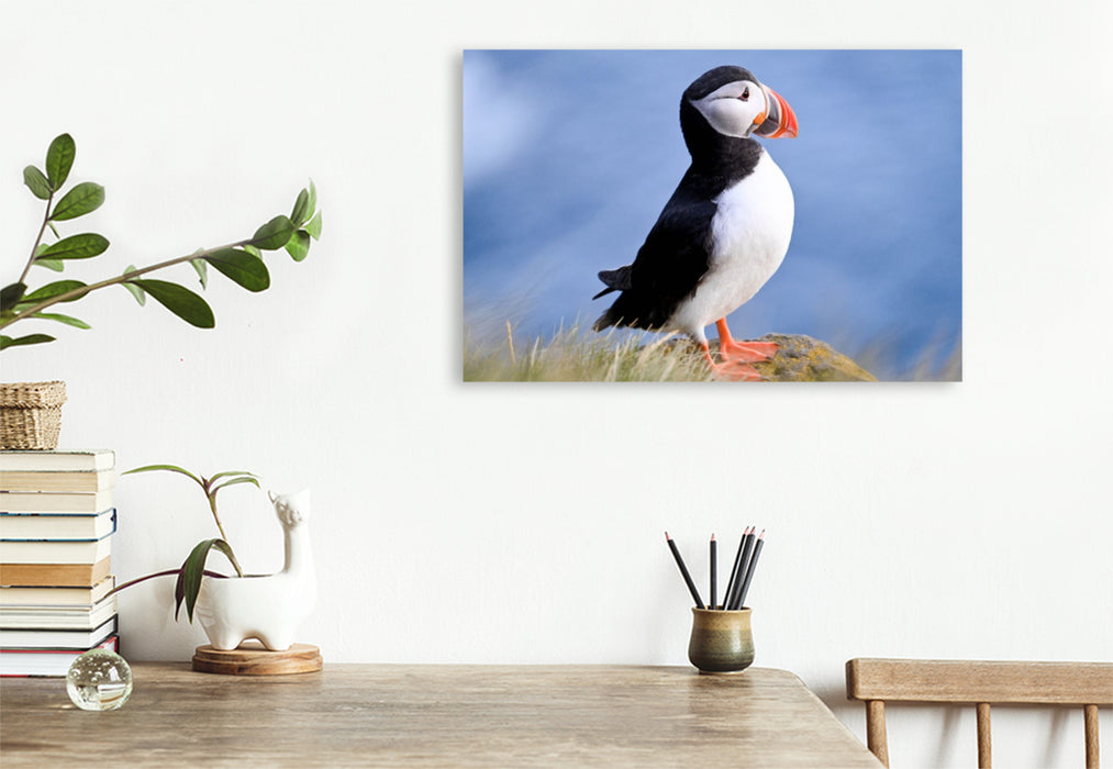 Premium Textil-Leinwand König der Puffins