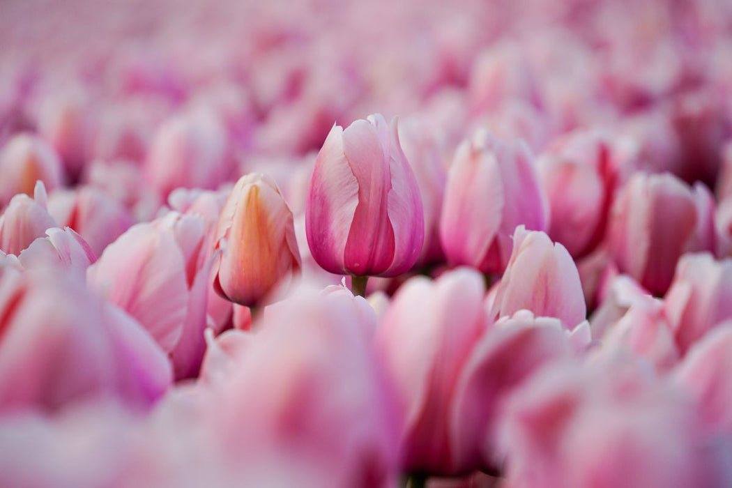 Premium Textil-Leinwand Rosa Tulpen in Julianadorp