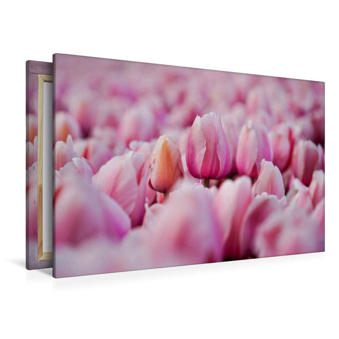 Premium Textil-Leinwand Rosa Tulpen in Julianadorp