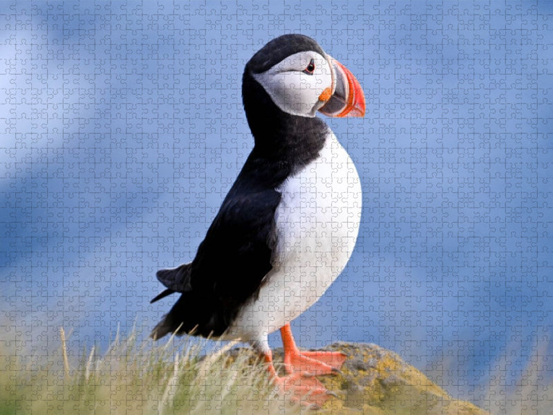 König der Puffins - CALVENDO Foto-Puzzle'