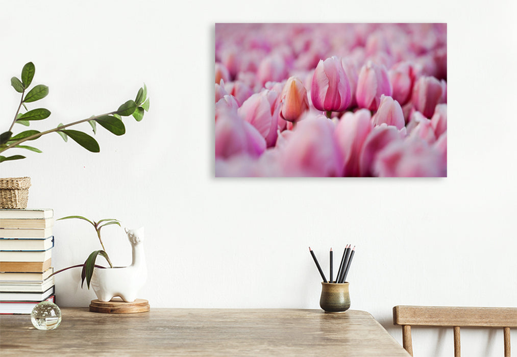 Premium Textil-Leinwand Rosa Tulpen in Julianadorp