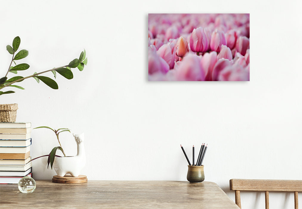 Premium Textil-Leinwand Rosa Tulpen in Julianadorp