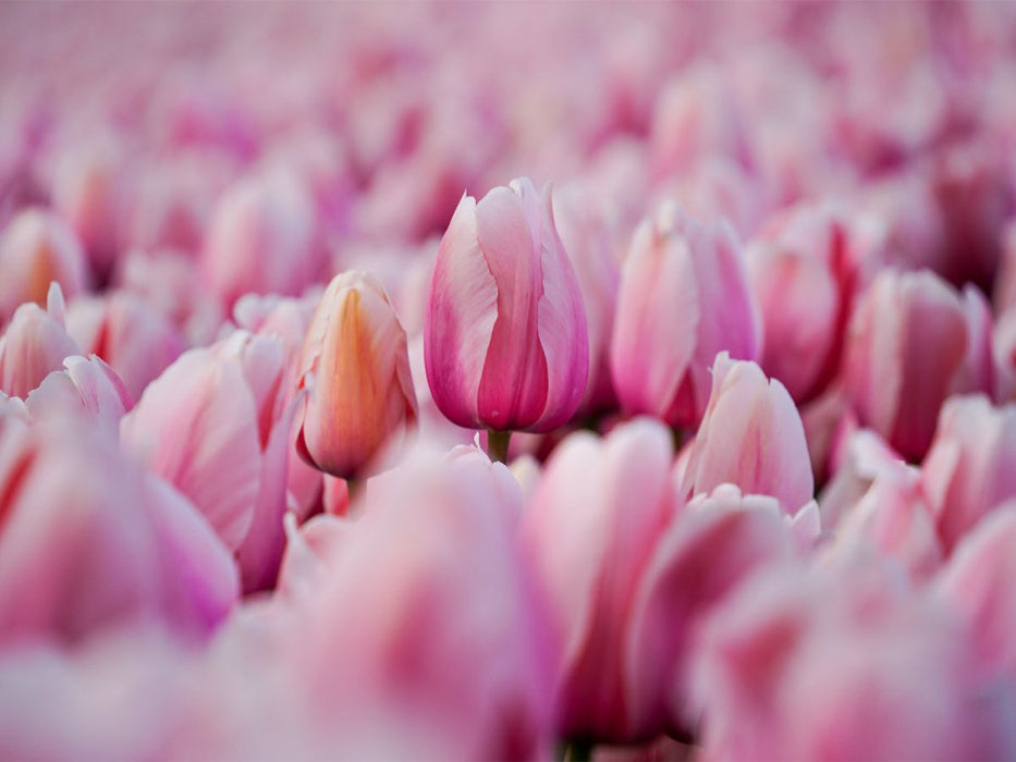 Rosa Tulpen in Julianadorp - CALVENDO Foto-Puzzle'