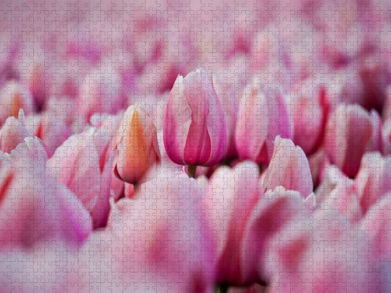 Rosa Tulpen in Julianadorp - CALVENDO Foto-Puzzle'