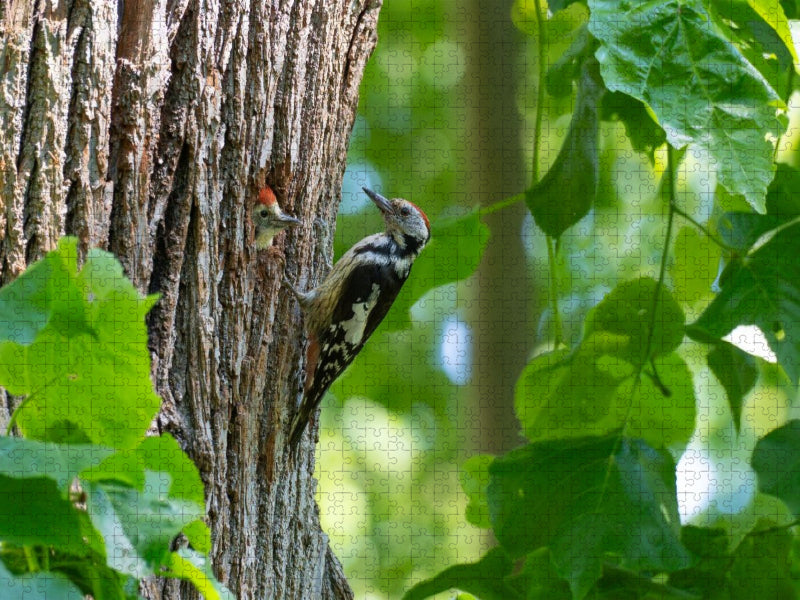 Mittelspecht - CALVENDO Foto-Puzzle'