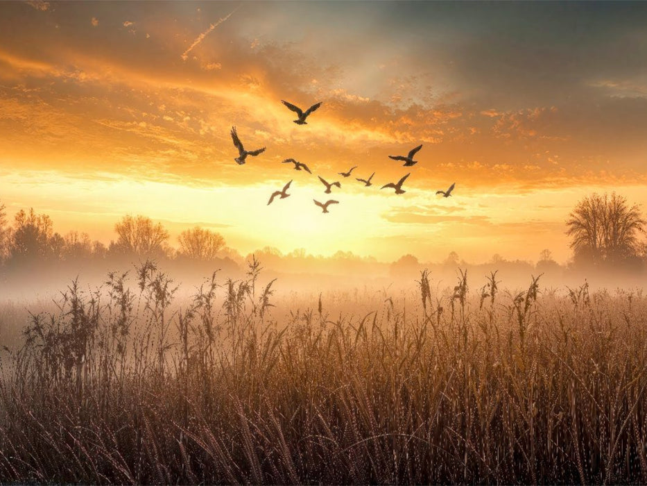 Gänse ziehen im Morgenlicht über nebelverhangene Wiesen – ein fliegender Neubeginn - CALVENDO Foto-Puzzle'
