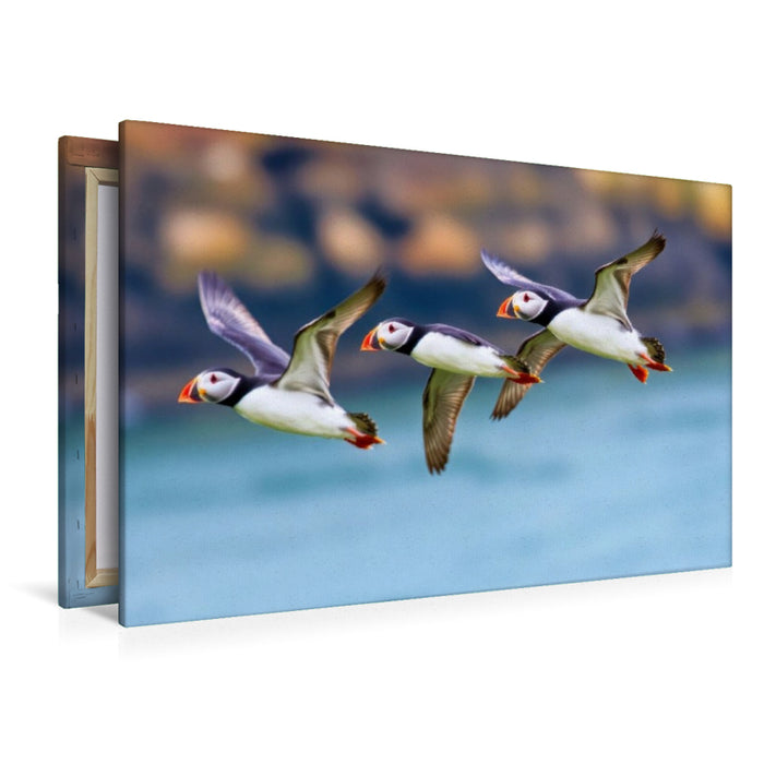 Premium Textil-Leinwand Ein Motiv aus dem Kalender Tieftaucher Papageitaucher