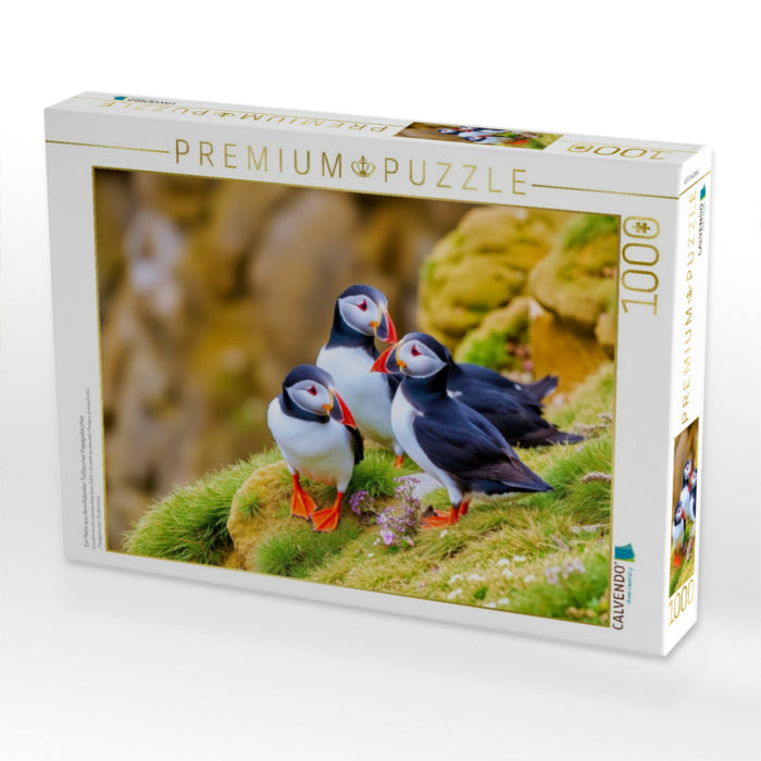 Ein Motiv aus dem Kalender Tieftaucher Papageitaucher - CALVENDO Foto-Puzzle'