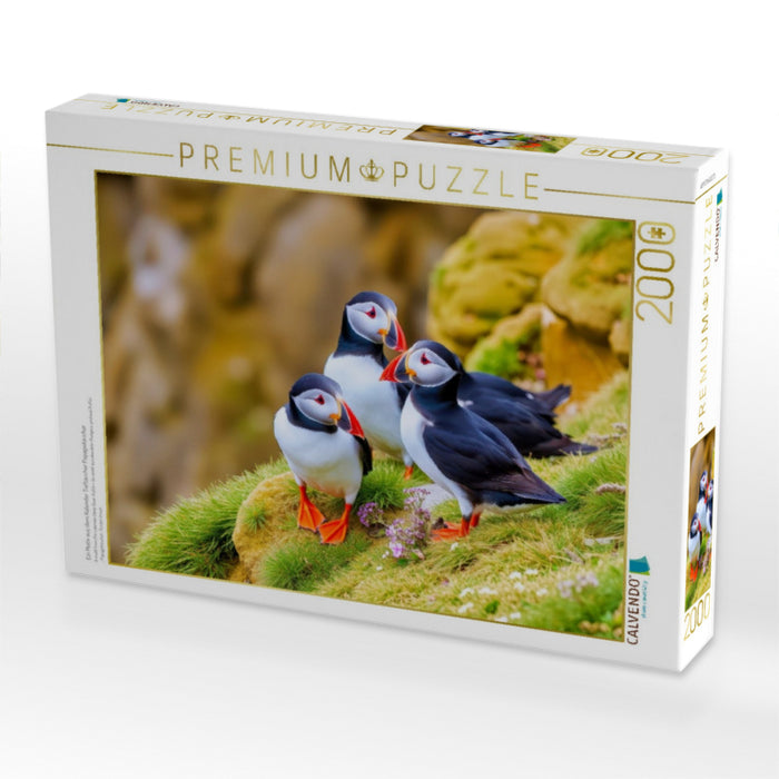 Ein Motiv aus dem Kalender Tieftaucher Papageitaucher - CALVENDO Foto-Puzzle'