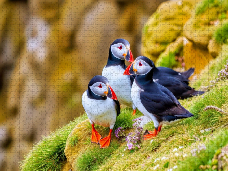 Ein Motiv aus dem Kalender Tieftaucher Papageitaucher - CALVENDO Foto-Puzzle'