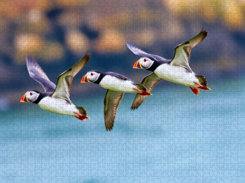 Ein Motiv aus dem Kalender Tieftaucher Papageitaucher - CALVENDO Foto-Puzzle'