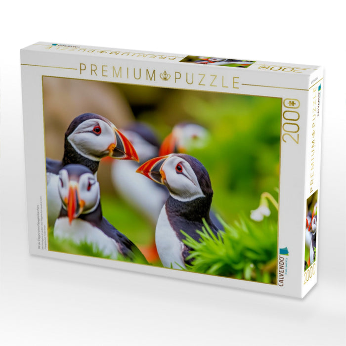 Mit der Eleganz eines Papageientauchers. - CALVENDO Foto-Puzzle'