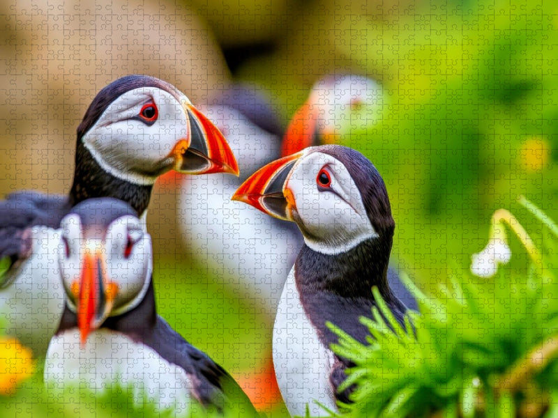 Mit der Eleganz eines Papageientauchers. - CALVENDO Foto-Puzzle'