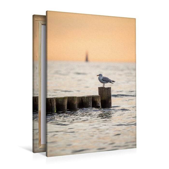 Premium Textil-Leinwand Ostsee - Möwe auf einer Buhne