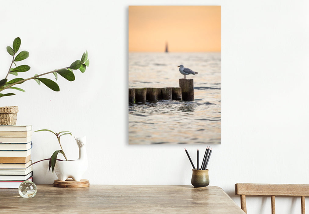 Premium Textil-Leinwand Ostsee - Möwe auf einer Buhne