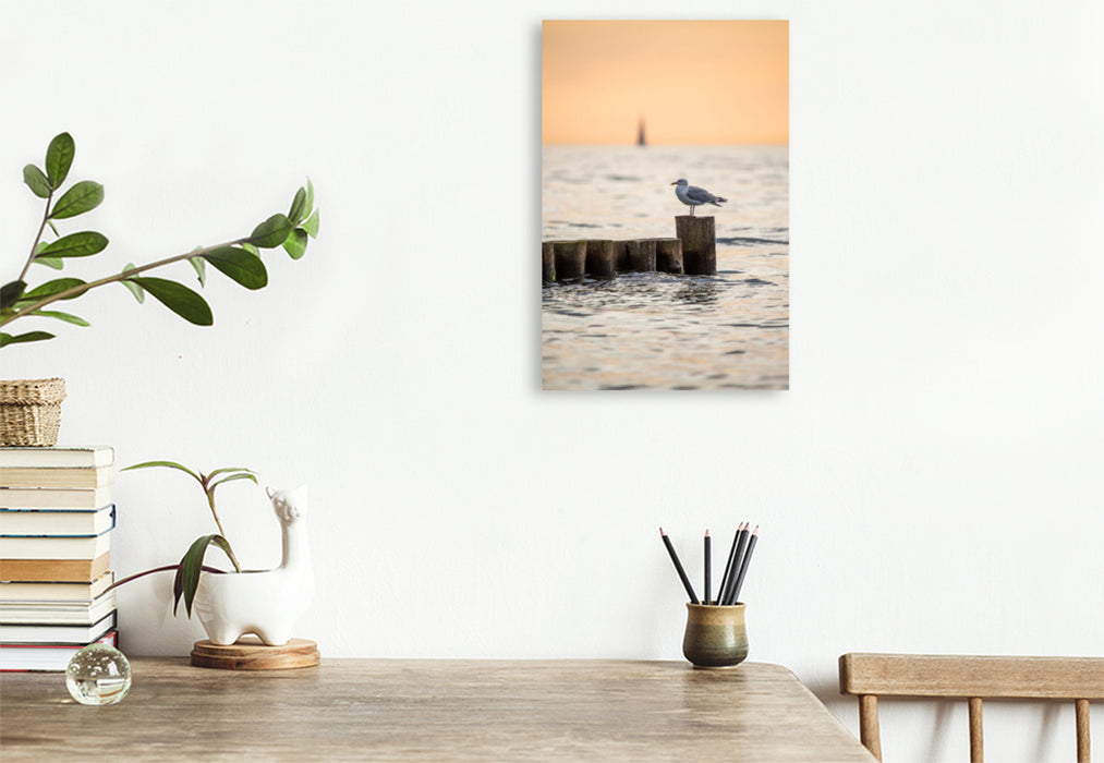 Premium Textil-Leinwand Ostsee - Möwe auf einer Buhne