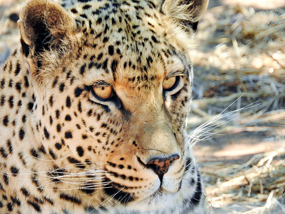 Leopard in der Kalahari - CALVENDO Foto-Puzzle'